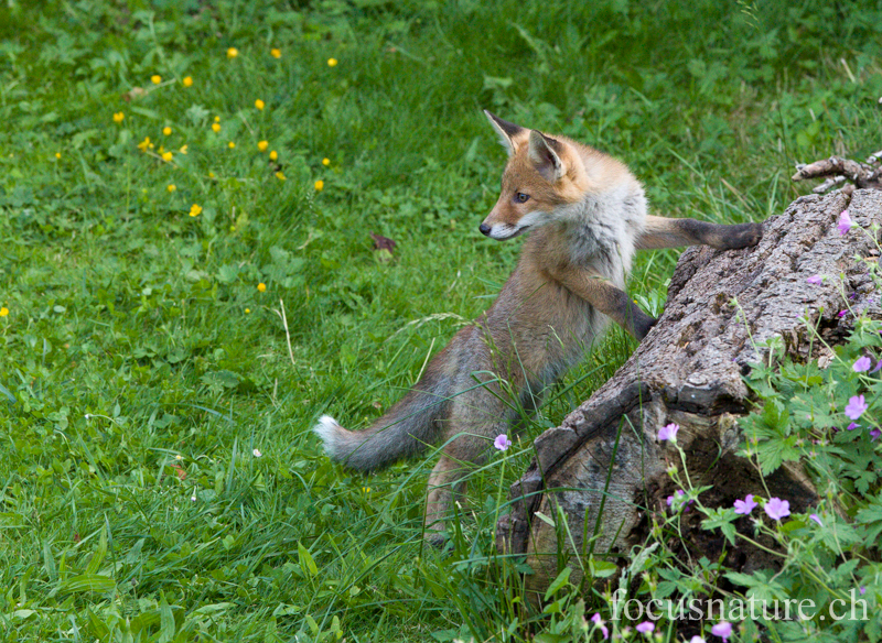 Renard 7545.jpg - Renardeau roux, Vulpes vulpes (Ermitage, Genève, Suisse, juin 2013)